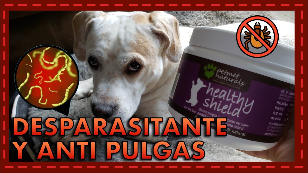 Watch Conoce a: Desparasitante y eliminador de pulgas y garrapatas de Petmet Naturals Now Conoce a: Desparasitante y eliminador de pulgas y garrapatas de Petmet Naturals