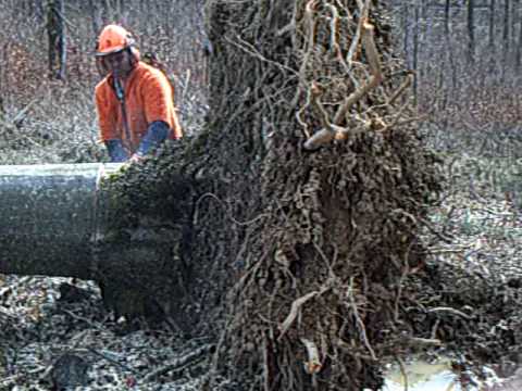 Sturm "Xynthia" Buchen Abstocken Teil 1....