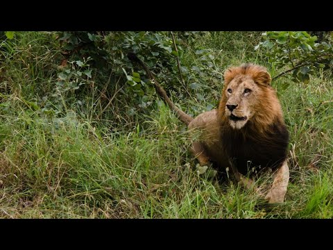 Reino de Leones - Manada en Conflicto - Episodio 2 - Leones de Luangwa Nsefu - Documental de Leones