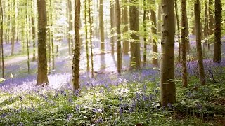 HALLERBOS BELGIUM - Nature video - Magical Bluebell Forest - Most Beautiful Forests Europe