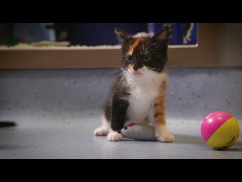 Kitten socialisation | Teaching your kitten about the world