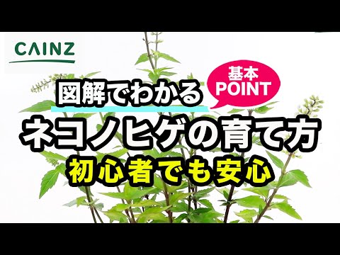 ひげの花は色あせましたか?開花後にこれを行う必要があります 植物