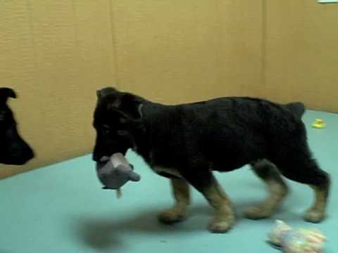 download lagu mp3 mp4 German Shepherd Puppies For Sale In Los Angeles, download lagu German Shepherd Puppies For Sale In Los Angeles gratis, unduh video klip German Shepherd Puppies For Sale In Los Angeles