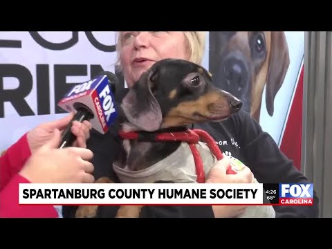 Four Legged Friends: Cappy - YouTube