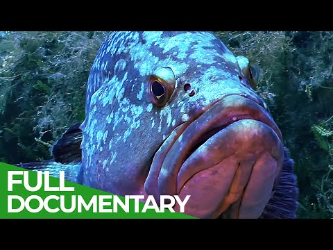 The Legacy of Jacques Cousteau
