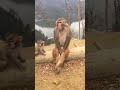 Funny Whatsapp Status Video Monkey