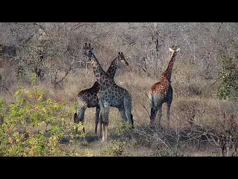 Djuma: Group of Giraffes feeding  - 16:02 - 09/12/20