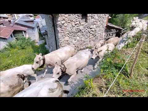 TRANSUMANZA A LIMONETTO (CN) IN VALLE VERMENAGNA. SAB. 17 - 6 -  2023.