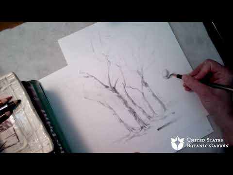 Online Art Workshop: Drawing Winter Trees in Pencil and Ink