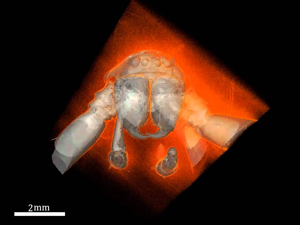 This Spider Is 49 Million Years Old