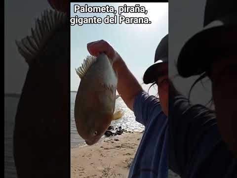 Saque una palometa gigante en las barrancas de Santa lucia, Corrientes.