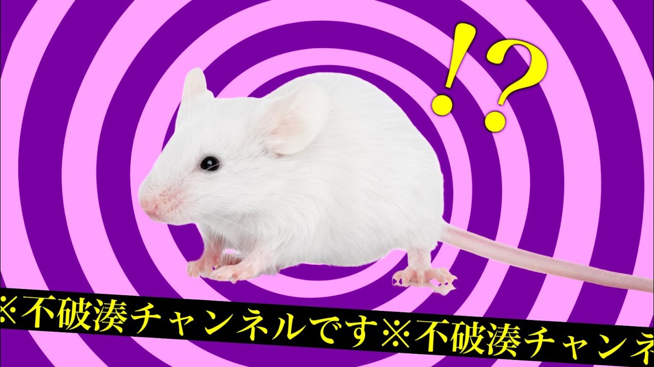【Rat Cage】※ホラーゲームです【不破湊/にじさんじ】
