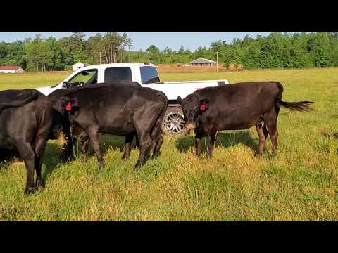 Cattle Range Listing 905C191-301