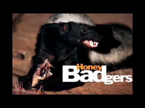 Honey Badgers 2014