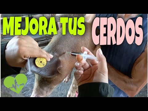 , title : 'Desparacitación y Vitaminización de LECHONES 🐷 | ¿Como inyectarlos?💉 | Mi Proyecto Porcino 🐷👩🏻‍🌾'