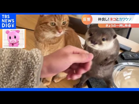 カワウソに似た動物