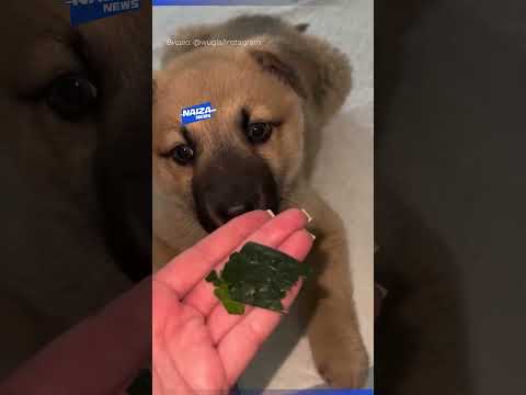 Щенок Томас Шелби оправдал имя