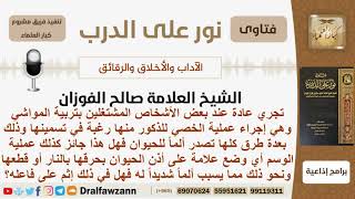 صورة ماحكم إجراء عملية الخصي لذكور المواشي رغبة بتسمينها وماحكم الوسم؟ الفوزان - مشروع كبار العلماء