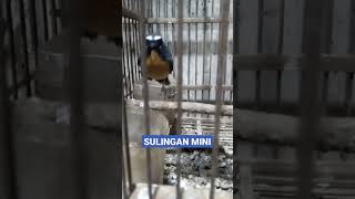 Download lagu burung sulingan mini/tledekan mini#shorts mp3