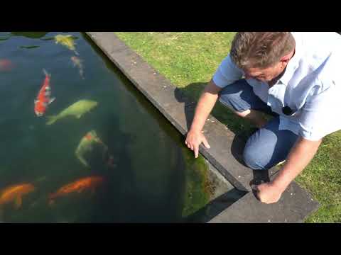 Wichtige Tipps zur Koihaltung, wenn die Koi ablaichen.