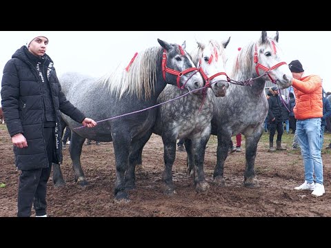 Denis de la Gurba's Horses - Arad 2025