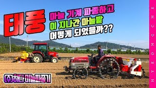 마늘 파종하고 태풍이 지나간 자리...마늘 파종기 마늘기계파종