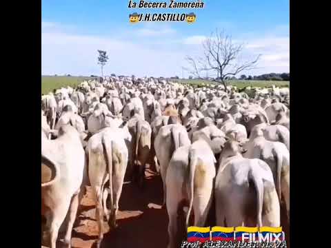 LA BECERRA ZAMOREÑA- J.H.CASTLLO