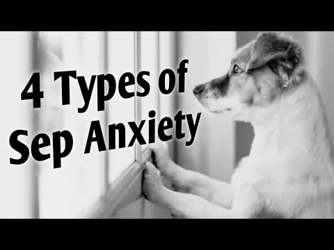 YouTube video about: Can separation anxiety cause diarrhea in dogs?