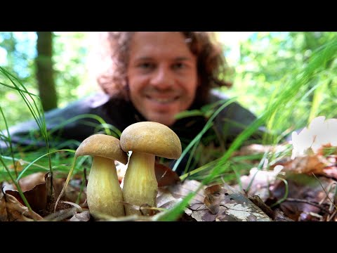 Glücksmomente beim Pilze sammeln im August 2023