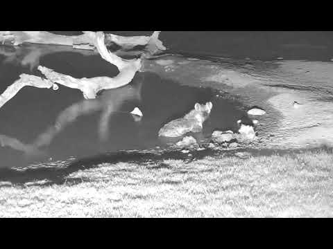 Djuma: Lone Hyena in for a short sip and dip - 19:16 - 12/27/18
