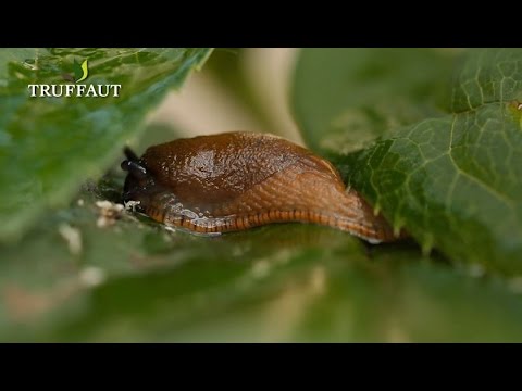 10 astuces pour lutter contre les limaces au jardin ou au potager -  Truffaut