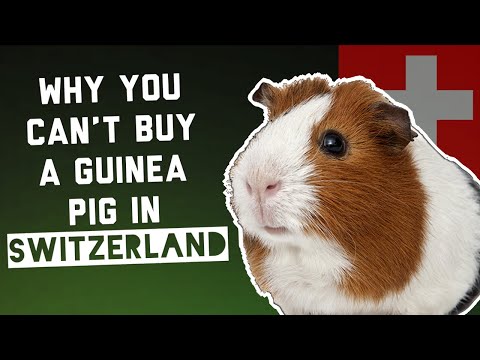 Why You Can't Buy a Guinea Pig in Switzerland