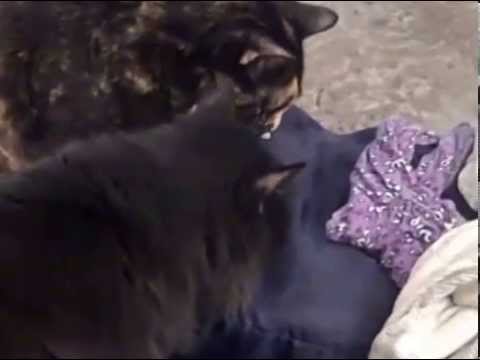 YouTube video about: Can cats eat mac n cheese?