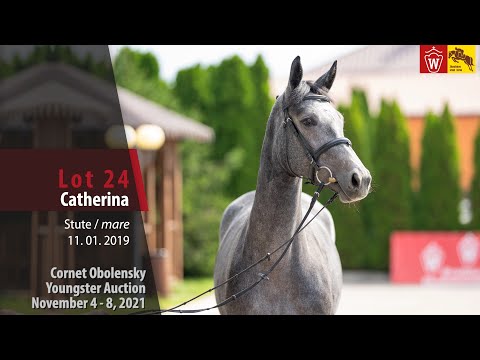 Youngster Auktion Lot 24 Catherina Stute v. Cornet Obolensky - Quidam de Revel