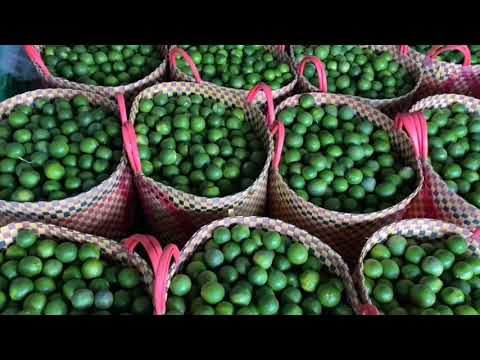 VỰA CHANH TẮC MAI THẮNG - CHUYÊN SỈ LẺ CHANH TẮC - 0394 730 018