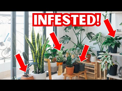 Ants In Potted Plants | 2 Homemade Solutions That Actually Work