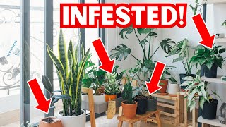 Ants In Potted Plants | 2 Homemade Solutions That Actually Work