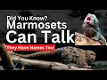 SHOCKING Communication Secret of Tiny Rainforest Primates - Marmosets.