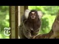 Marmoset See, Marmoset Do | ScienceTake | The New York Times
