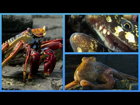 download lagu mp3 mp4 Crab Run, download mp3 Crab Run free download mp3, download mp3 Crab Run
