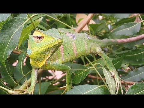 Green Garden Lizard   (Katussa in Sinhala)