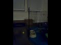 Lola S Having A Temper Tantrum