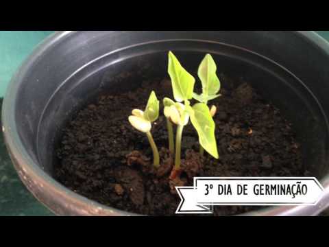 ACOMPANHAMENTO DO EXPERIMENTO SOBRE ESTÔMATOS