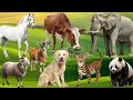 Interesting Farm Animal Sounds Elephant Cow Horse Chicken Dog Cat Goat Animal Sounds