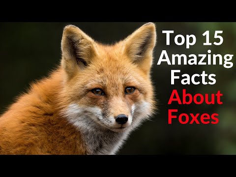 Top 15 Amazing Facts About Foxes - Interesting Facts About Foxes