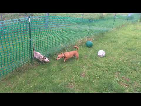 Neville battles an ugly cat