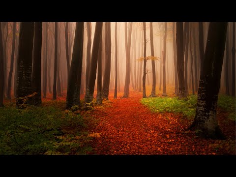 The Verses of Tranquility by Abdul Rahman Mossad