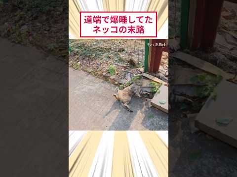 道端で爆睡してたネッコの末路 #2ch動物スレ #猫動画 #猫のいる暮らし