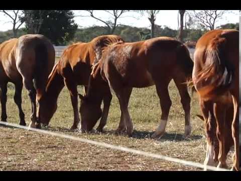HARAS E RAÇAS - HARAS SOLEDADE (QUARTA-FEIRA)
