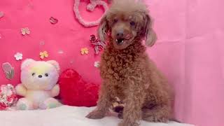 トイプードルの動画03